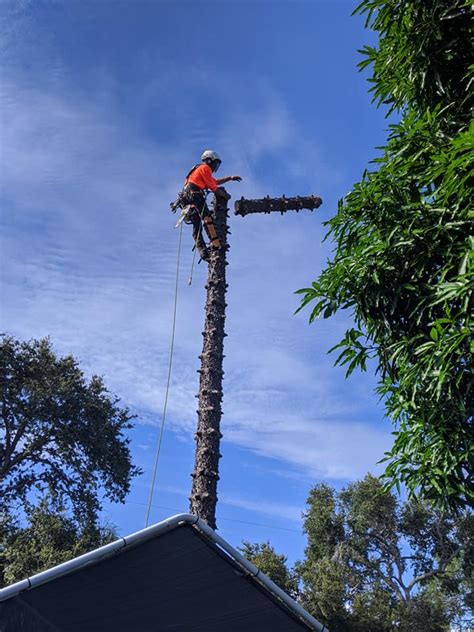 tree service cape coral|pinellas county tree removal.